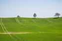 lawn-grass-blue-sky-daytime-countryside-wallpaper