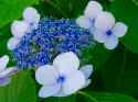 white_and_blue_hydrangeas