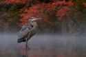 Heron