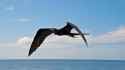 Frigatebird 08