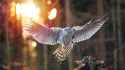 Northern Goshawk 03