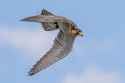 Peregrine-Falcon