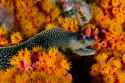 2018Animals___Under_water_Moray_and_sea_anemones_under_water_123467_