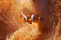 clownfish2