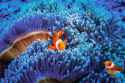 clownfish-665660202-4520615d4bf040b285c6a981cd9319b1