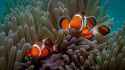 colorful_clownfish_fishes_underwater_near_coral_reef_hd_clownfish