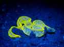 underwater-fluorescence-photography-simon-j-pierce-moray-eel