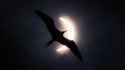 Frigatebird-and-partial-eclipse-through-thin-clouds