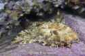 Banded-Wobbegong-036-1536x1020