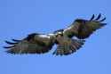 881526-osprey-Hawk-Birds-Flight