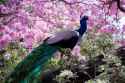 363806-peacock-bird-colorful-6