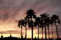 palms_at_sunset