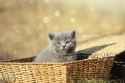 kitty_in_basket