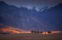 caravan_in_ladakh