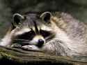 raccoon-1745