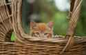 orange_kitten_in_a_basket