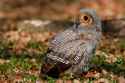 spotted-wood-owl-juvenile-wildlife-photography-grass-wallpaper