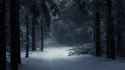 dark snowy forest