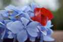 hydrangea_and_bougainvillea