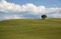 farmland-tree-green-clouds-farm-field-countryside-countrysid