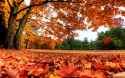 Autumn_chekka_public_park