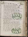 Voynich_Manuscript_(141)