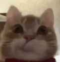 gato