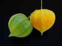 duality