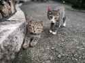 kittens