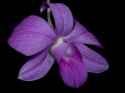 orchid on black
