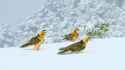 Bearded Vultures