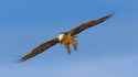 Bearded Vulture 04