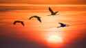birds-05