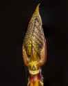 hydrangea_bud