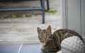 curious_cat