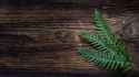 fern_plant_leaves_108470_1920x1080