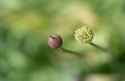 alium_buds__queens_biological_garden__new_york_city__new_york__usa