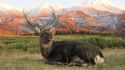progulka_olen_pole_trava_1307_3840x2160