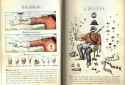 CODEX-SERAPHINIANUS_46