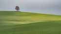 solitary_tree_in_a_field__north_rhine_westphalia__germany