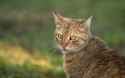 khaki_cat