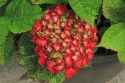 red_hydrangea