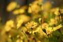 summer_flowers