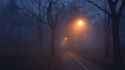 lamp-posts-in-foggy-forest