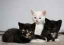 three_kittens