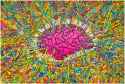 brain