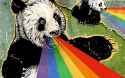 koalaspukingrainbows