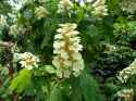 yellow_hydrangea