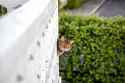 terrace_cat