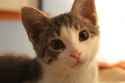 kitten